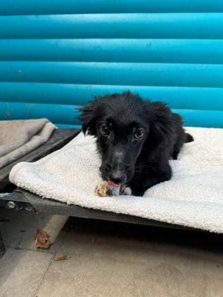 TOKIO-süßer, verspielter Welpen-Rüde,