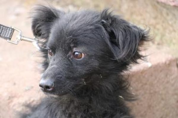 Tamu - sehr lieb u u. verspielt