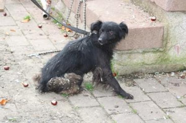 Tamu - sehr lieb u u. verspielt