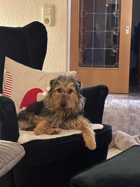 Foxy sucht seine Lieblingsmenschen🐕