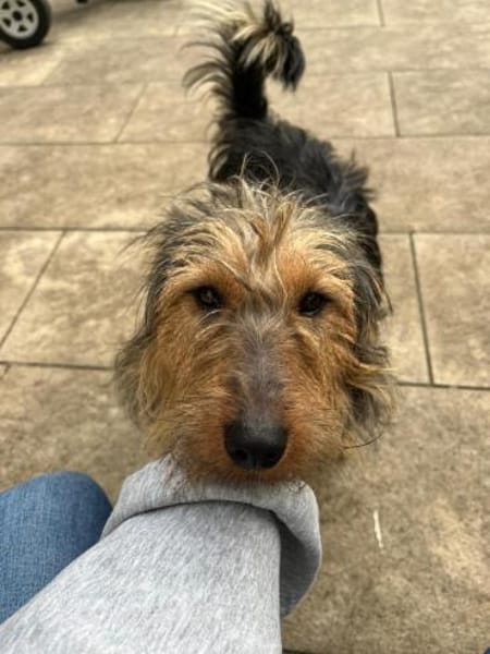 Foxy sucht seine Lieblingsmenschen🐕