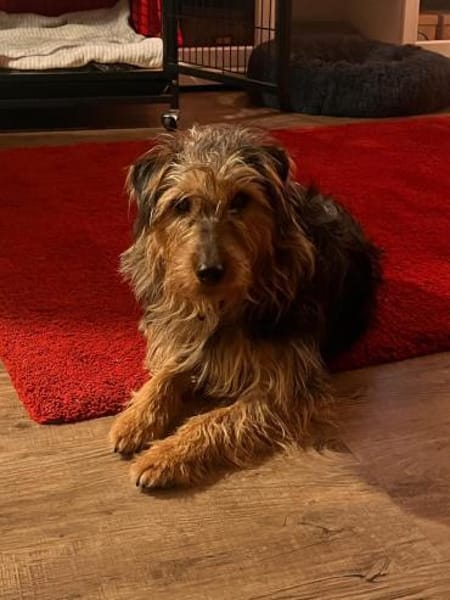 Foxy sucht seine Lieblingsmenschen🐕