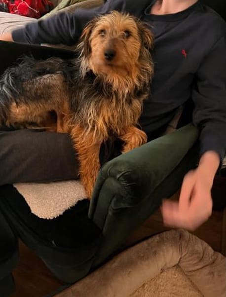 Foxy sucht seine Lieblingsmenschen🐕