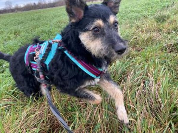 Mirabela ❤ Hübsches Hundemädchen sucht