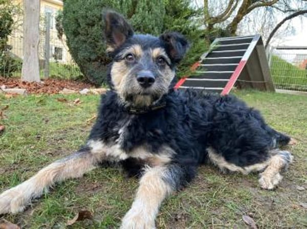 Mirabela ❤ Hübsches Hundemädchen sucht