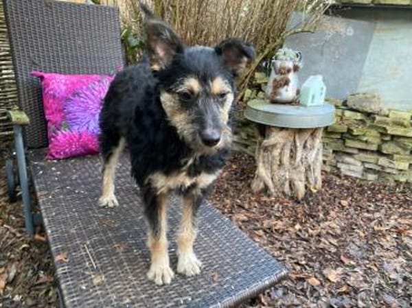 Mirabela ❤ Hübsches Hundemädchen sucht