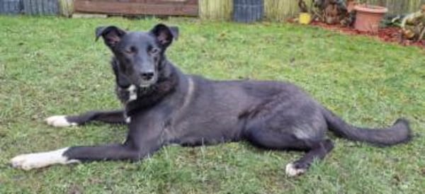 Junge Elly sucht eine Familie!