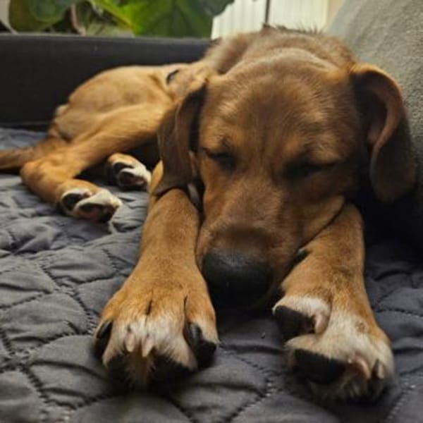 Jarah wartet in 76157 Karlsruhe