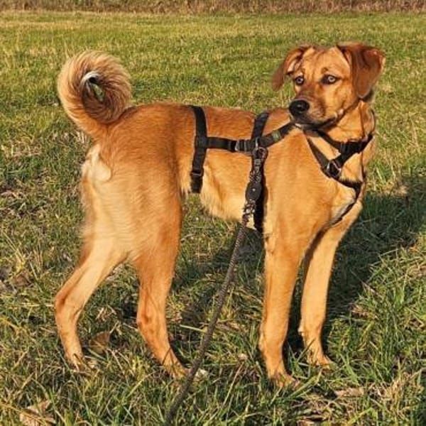 Jarah wartet in 76157 Karlsruhe