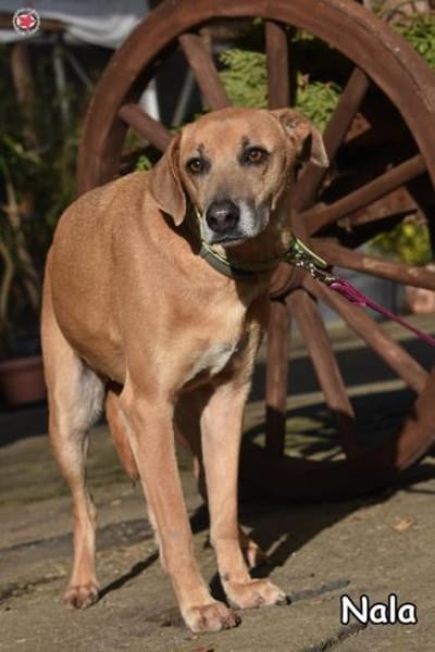 NALA