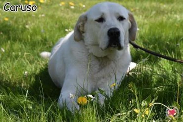 CARUSO