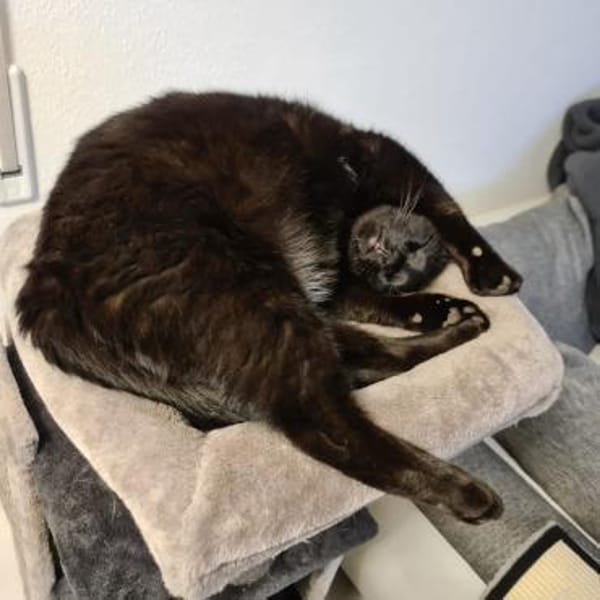 charmanter Pumi sucht neues Zuhause