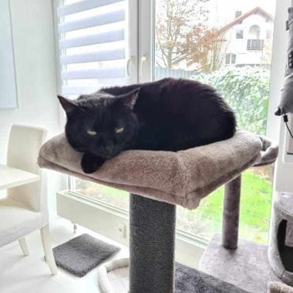 charmanter Pumi sucht neues Zuhause