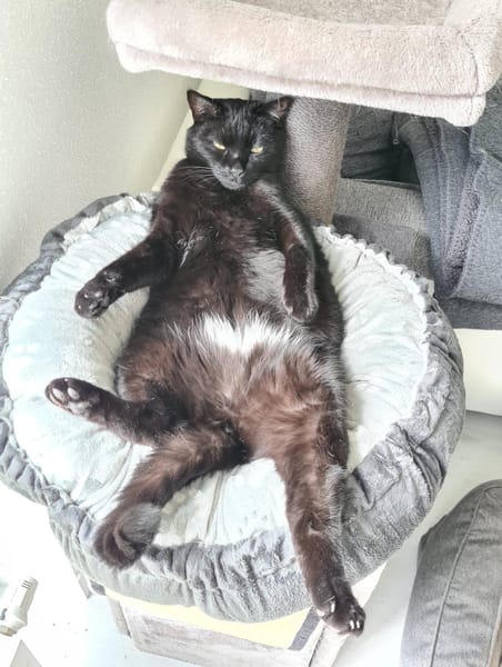 charmanter Pumi sucht neues Zuhause