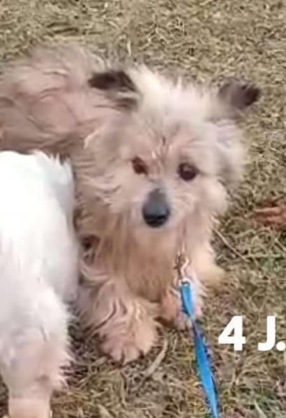 CELIE  wartet auf liebevolle Menschen