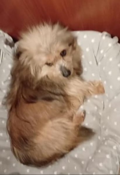 CELIE  wartet auf liebevolle Menschen