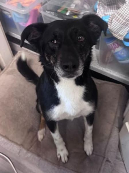 MIMI-verschmuste, hübsche Hündin,49 cm