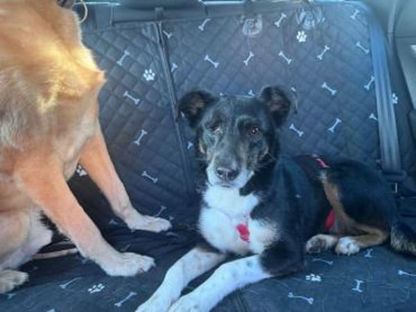 MIMI-verschmuste, hübsche Hündin,49 cm