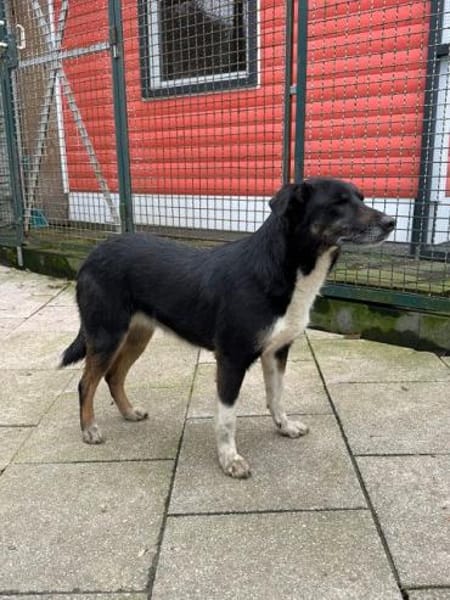 MIMI-verschmuste, hübsche Hündin,49 cm