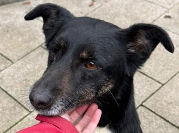 MIMI-verschmuste, hübsche Hündin,49 cm