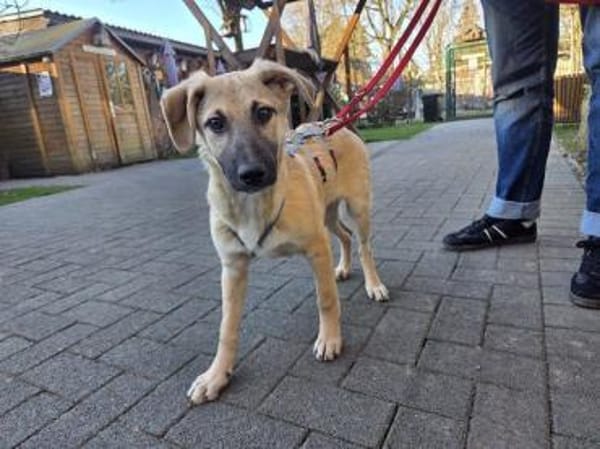 DIDI-bezaubernder Welpen-Rüde,44cm