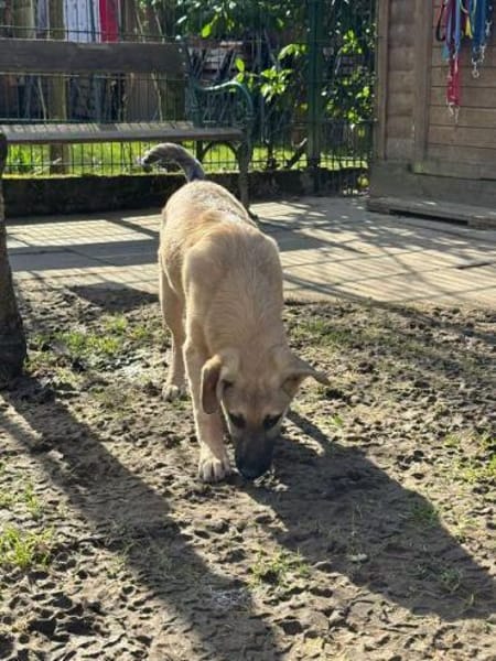 DIDI-bezaubernder Welpen-Rüde,44cm