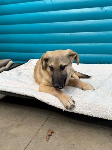 DIDI-bezaubernder Welpen-Rüde,44cm