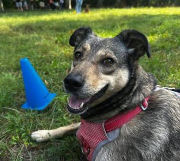 Mokka ist ein verschmuster Seelenhund!