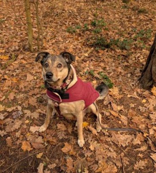 Mokka ist ein verschmuster Seelenhund!