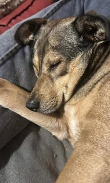 Mokka ist ein verschmuster Seelenhund!