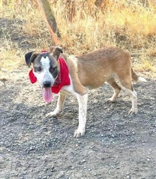 TARA - Hündin mit Sommersprossen......