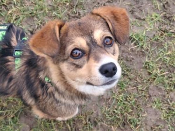 Fröhliche Clipy sucht ihr Zuhause