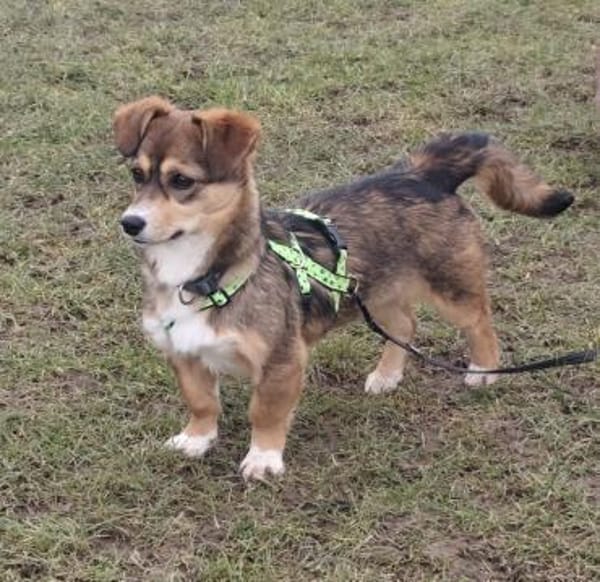 Fröhliche Clipy sucht ihr Zuhause