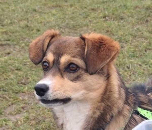 Fröhliche Clipy sucht ihr Zuhause