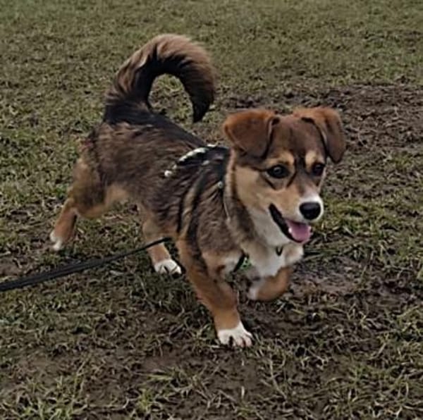 Fröhliche Clipy sucht ihr Zuhause