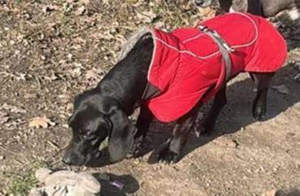 Louis, klein, schwarz, zutraulich sucht