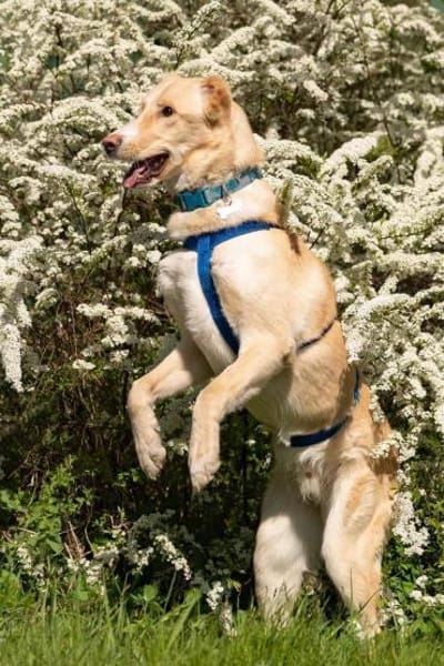 Hübscher Altaj sucht sein Zuhause