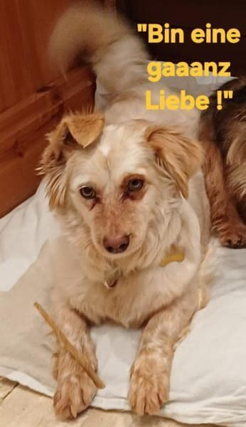 CHERYL sucht liebevolles Zuhause