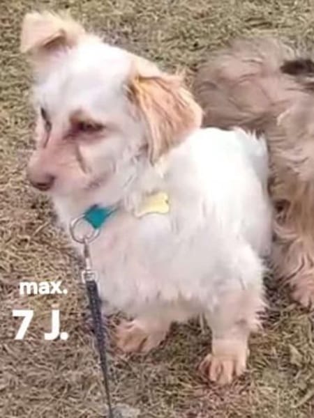 CHERYL sucht liebevolles Zuhause