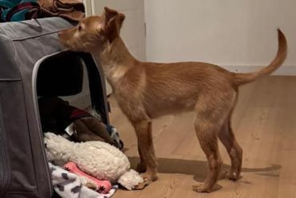 Ada süßes zartes Prinzesschen