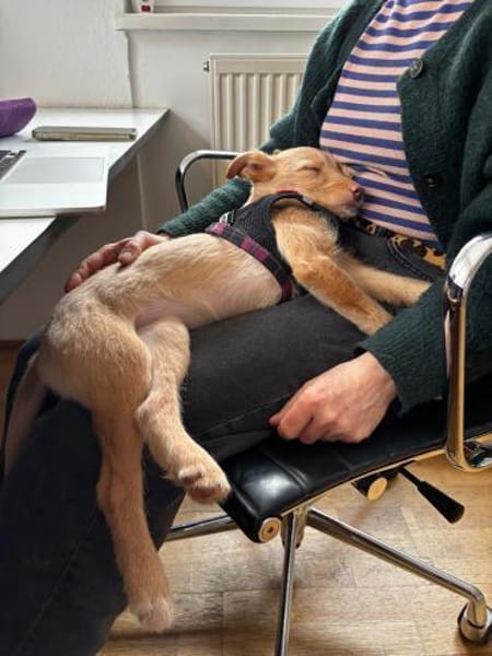 Ada süßes zartes Prinzesschen