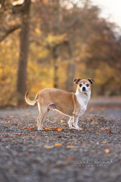 Ozzy - ruhig, sucht erfahrenes Zuhause