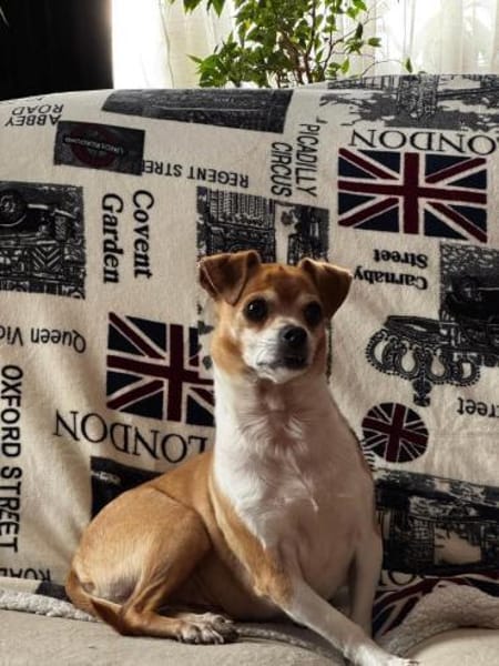 Ozzy - ruhig, sucht erfahrenes Zuhause