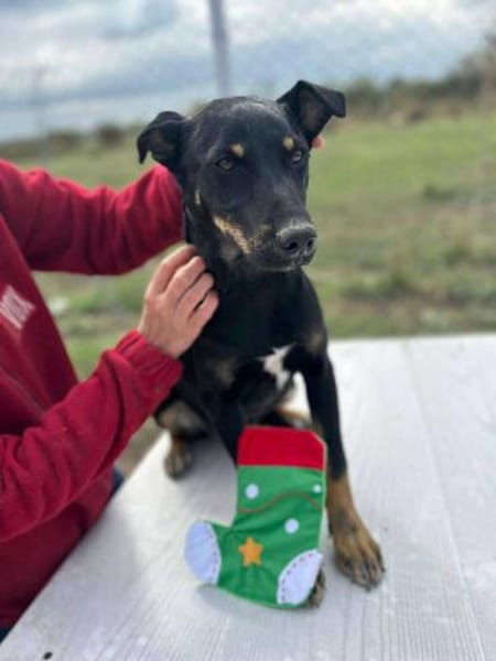 Merle, zartes Hundekind sucht Zuhause