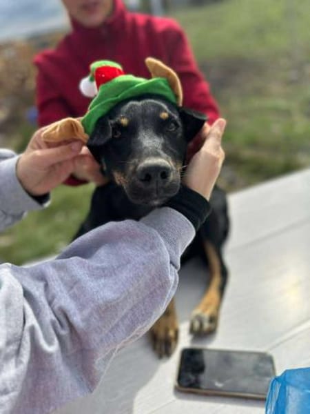 Merle, zartes Hundekind sucht Zuhause