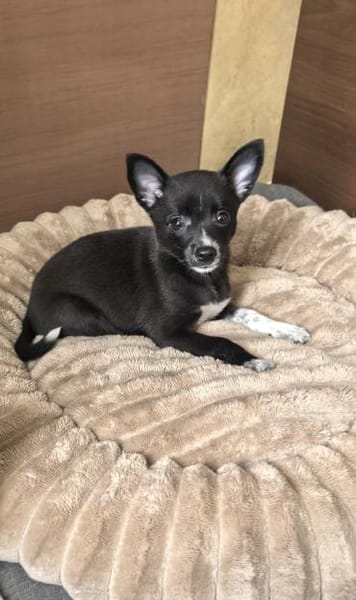 Frodo ein kleiner Chihuahua Mix
