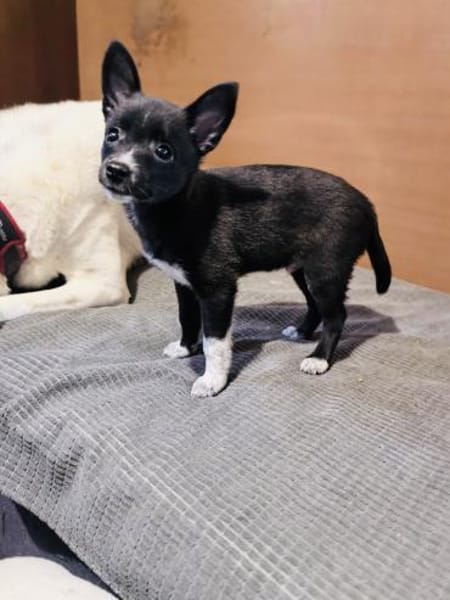Frodo ein kleiner Chihuahua Mix