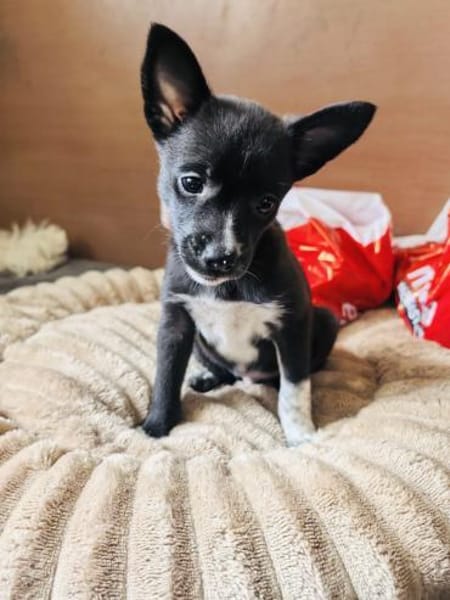Frodo ein kleiner Chihuahua Mix