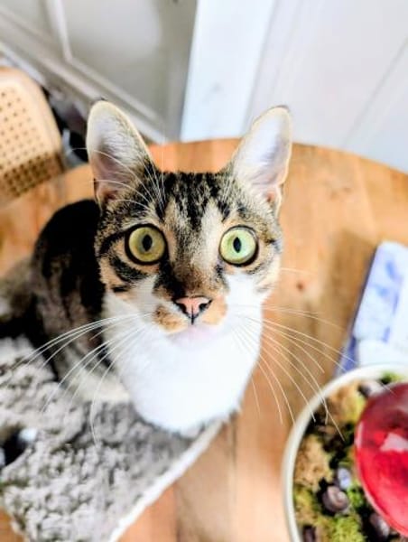 Charly aus dem Tierschutz