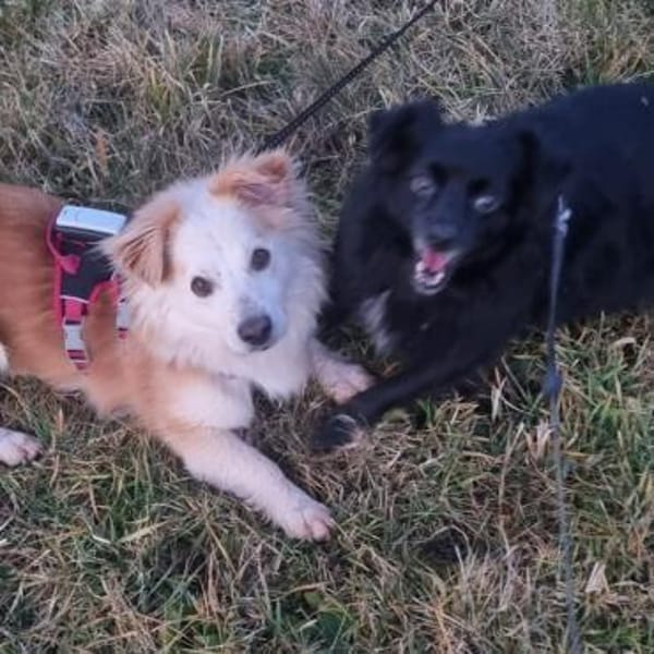 Tommy wartet in 73663 Berglen auf dich